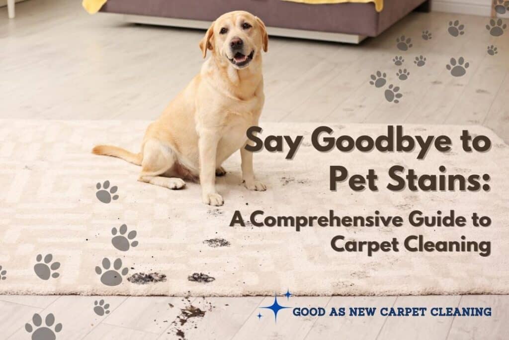 say goodbye to pet stains_blog_carpet cleaning_rug cleaning